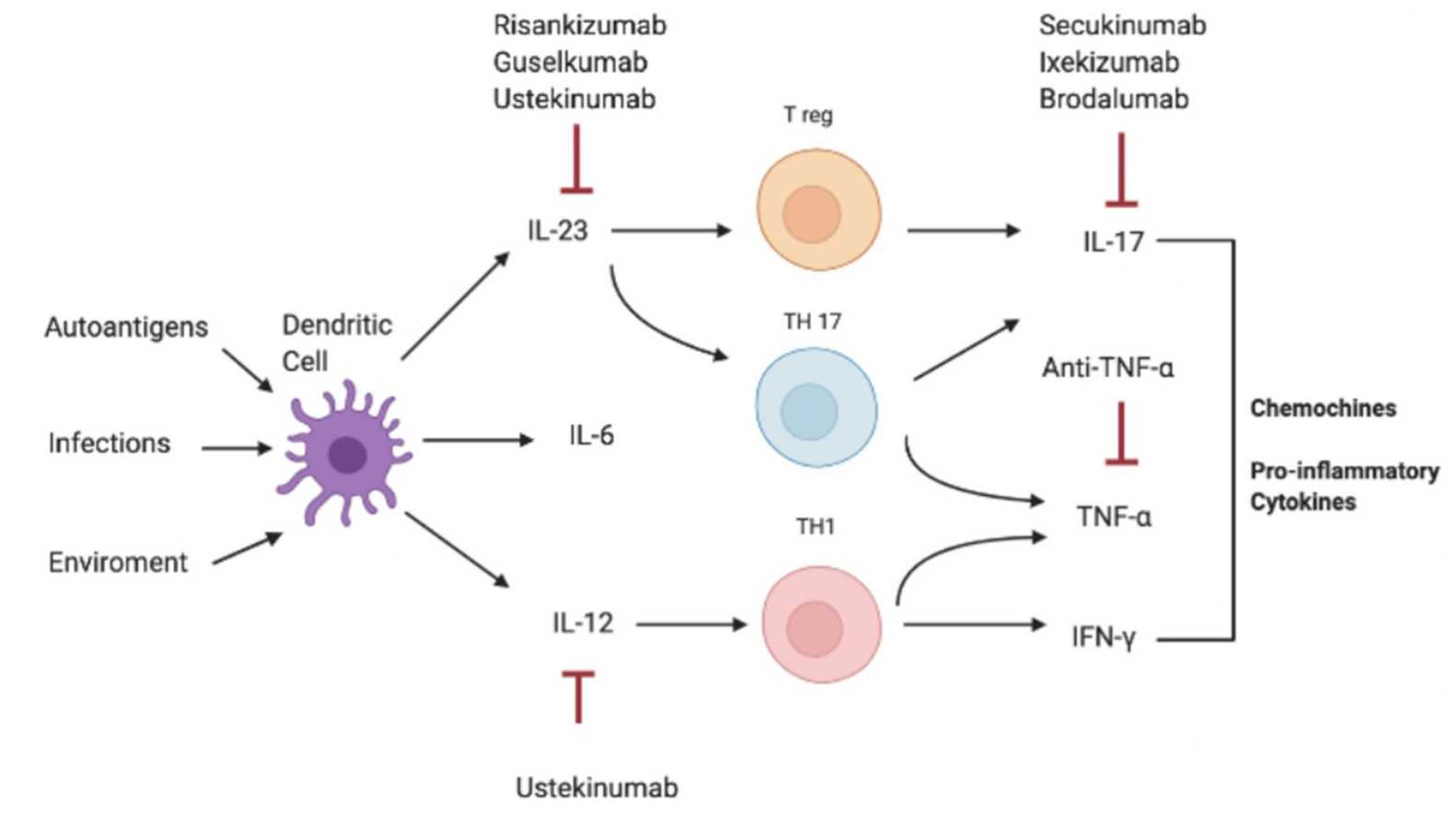 Pathogenesis of IL-17-correlated disease and different targets of therapy.jpg